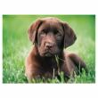 Clementoni: Chocolate puppy 500 db-os puzzle – High Quality Collection