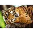 Tigris portré 500 db-os puzzle – Trefl