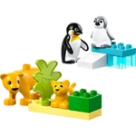 Kép 5/5 - LEGO® DUPLO®: Állatcsaládok a vadvilágban: Pingvinek és oroszlánok (10442)