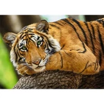 Kép 2/2 - Tigris portré 500 db-os puzzle – Trefl