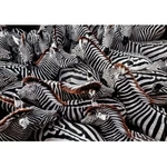 Kép 2/2 - National Geographic – Zebrák 1000 db-os puzzle – Clementoni