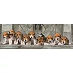 Kép 2/2 - Beagle kutyusok 1000 db-os panoráma puzzle 98×33 cm – Clementoni
