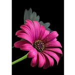 Kép 1/3 - Gyémántszemes kirakó: Gerbera gyémántfestő szett 10×15 cm